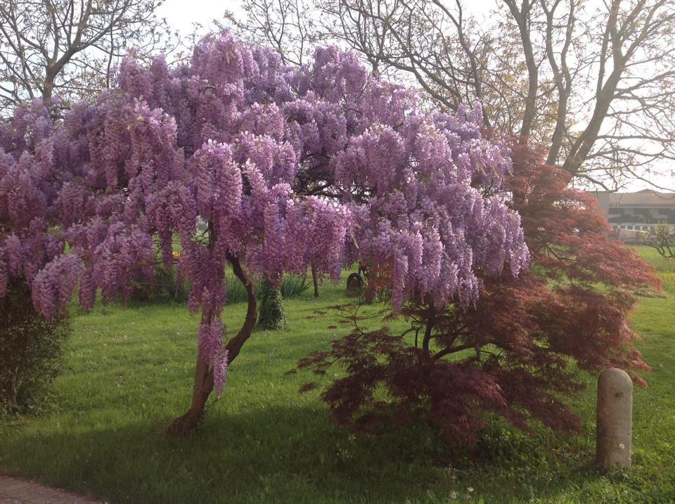 Agriturismo Da Ninoti Villa Treviso Bagian luar foto